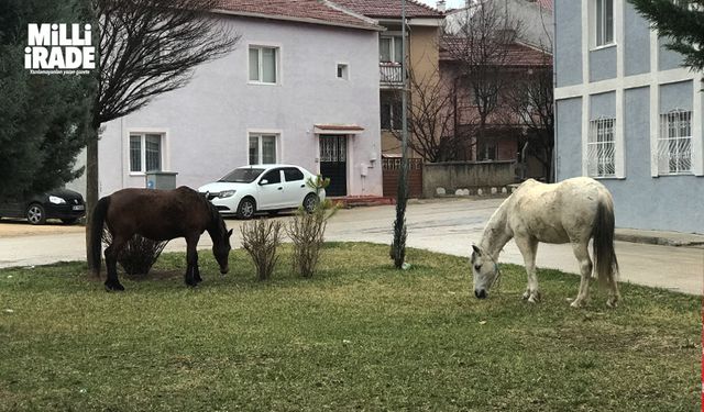 Başıboş gezen atlar yine cadde ve sokaklarda