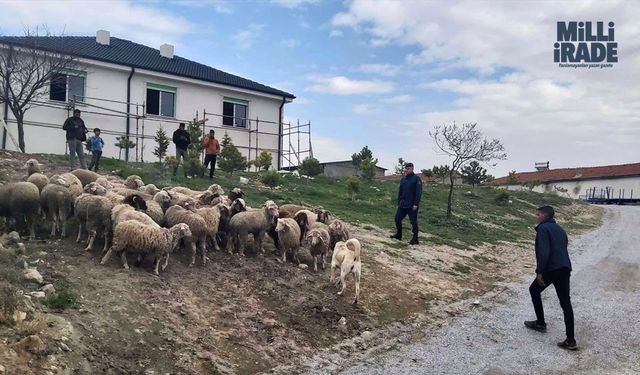 Eskişehir’de 33 küçükbaş hayvan dron desteğiyle bulundu