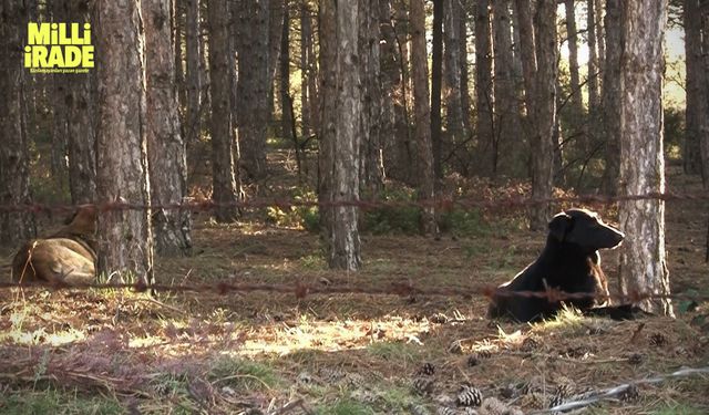 Başıboş köpekler site sakinlerini isyan ettirdi (VİDEO HABER)