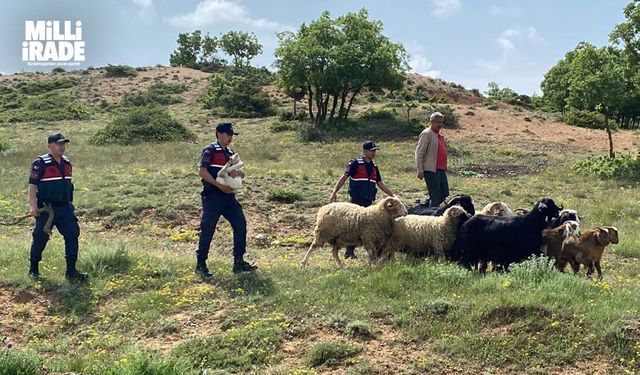 Kaybolan küçükbaş hayvanlar jandarma ekiplerince bulundu