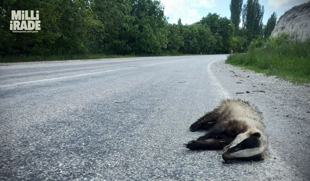 Nesli tükenen porsuk ölü bulundu