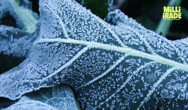 Dikkat! Meteoroloji’den don uyarısı