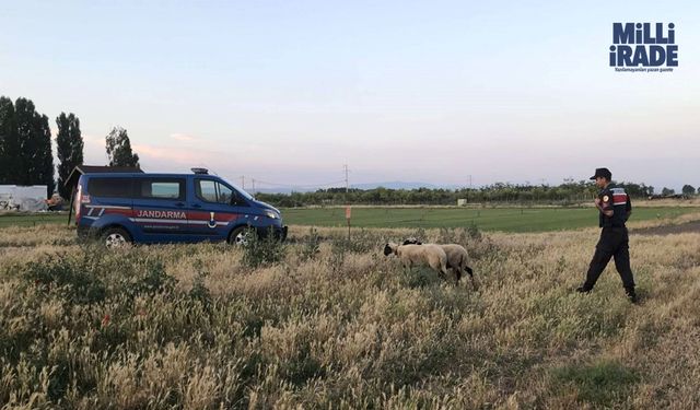 Kaybolan kurbanlık koyunları jandarma ekipleri buldu