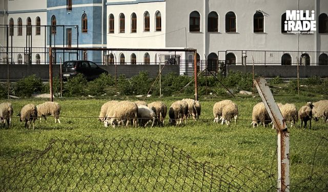 Eski futbol sahası koyunların otlama yeri oldu