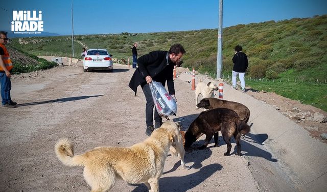 Sokak hayvanları için sosyal sorumluluk projesi