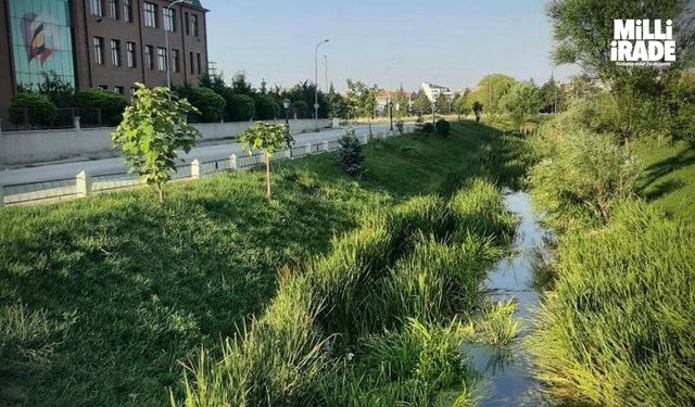 Su kesintisi onlarca balığın ölümüne neden oldu