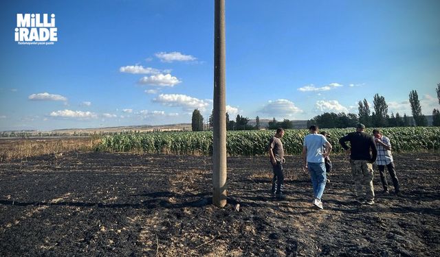 Akıma kapılan kuş 60 dönüm arazinin yanmasına neden oldu