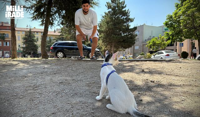 Tasmalı kedi şehrin her yerini geziyor