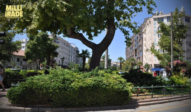 Tramvay seferlerinin aksamasına sebep olan ağaç budandı