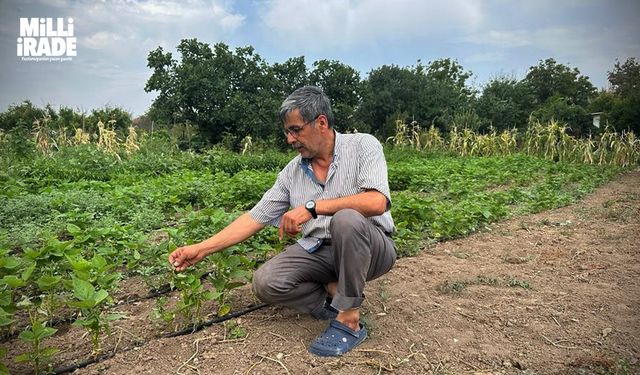 Kavurucu sıcaklar üzümü de vurdu