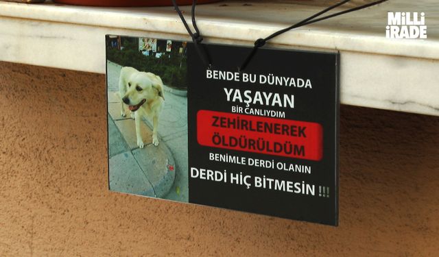 Zehirlenerek ölüm iddiası hayvanseverleri ayağa kaldırdı (VİDEO HABER)