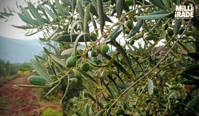 Hasada başlayacak çiftçiler zeytin verimden ümitli