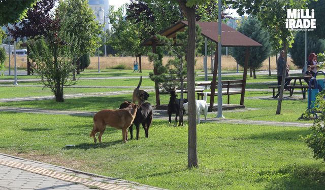 Başıboş köpek sorunu mahalle halkını isyan ettirdi