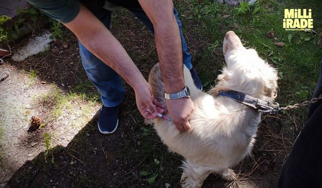 Eskişehir’de 11 bin kedi ve köpek aşılandı