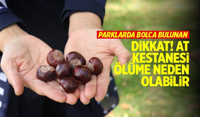 Dikkat! At kestanesi koma ve ölüme neden olabilir