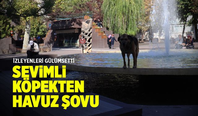 Sevimli köpekten havuz şovu