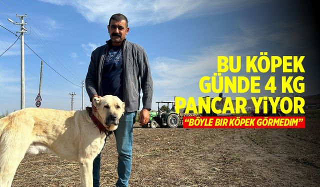 Bu köpek günde 4 kilogram pancar yiyor