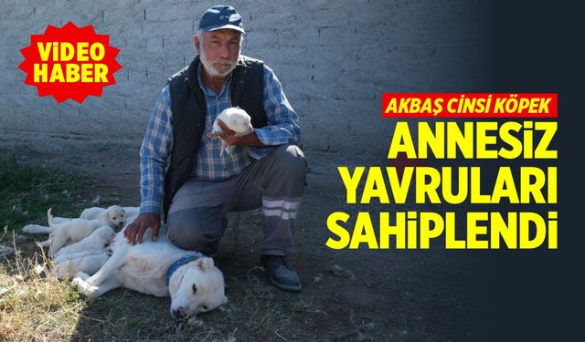 Akbaş cinsi köpek annesiz yavruları sahiplendi (VİDEO HABER)