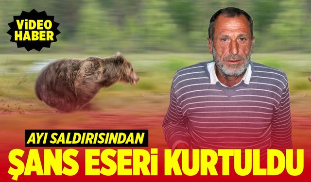 Şok! Ayının saldırdığı çoban şans eseri kurtuldu (VİDEO HABER)