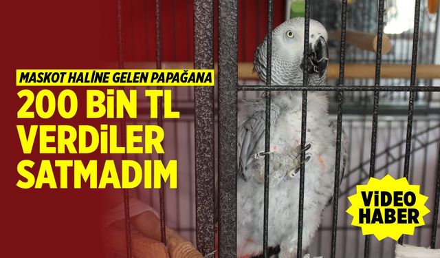 Lokantanın maskotu haline gelen papağana ilgi yoğun (VİDEO HABER)