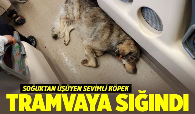 Soğuktan üşüyen sevimli köpek tramvaya sığındı