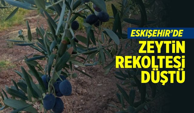 Eskişehir’de zeytin rekoltesi düştü