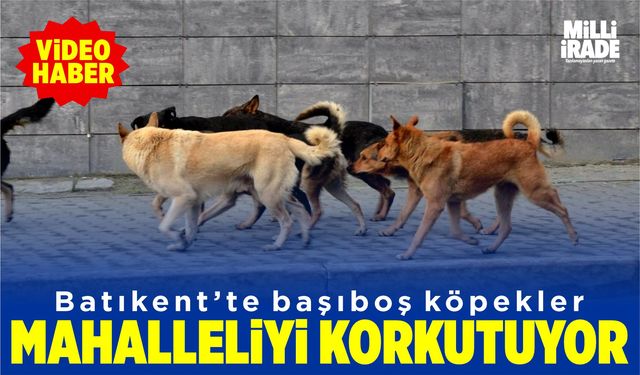 Batıkent’teki başıboş köpekler korkutuyor (VİDEO HABER)