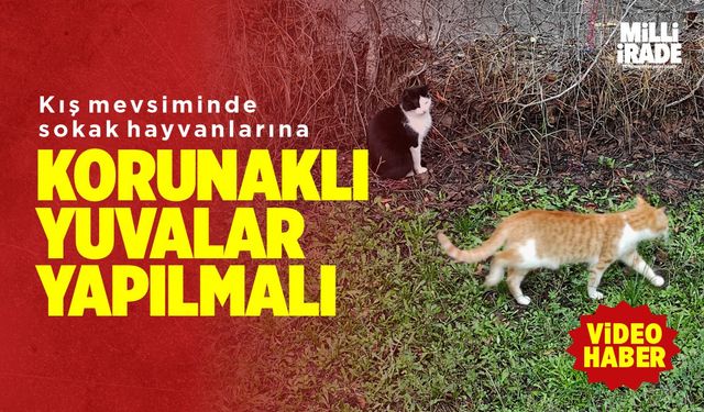 Kışın sokak hayvanları için korunaklı yuvalar yapılması önemli (VİDEO HABER)