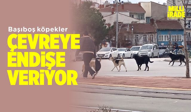 Başıboş köpekler çevreye endişe veriyor