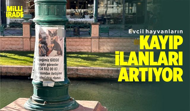 Eskişehir’de kayıp hayvan ilanlarında artış var