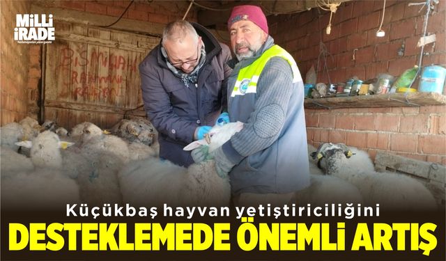 Küçükbaş hayvan yetiştiriciliği desteklemede önemli artış