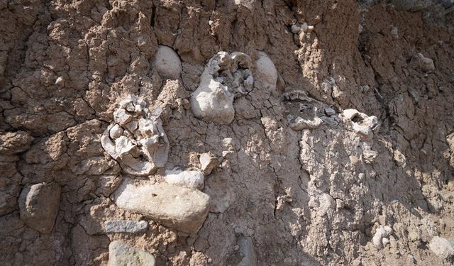 Dinozor fosili sandılar bakın ne çıktı