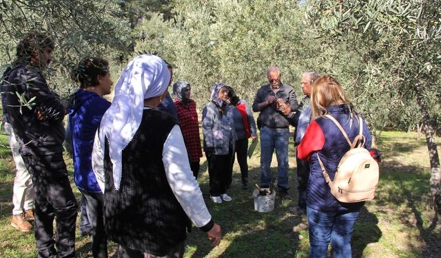 Almanlar ve İngilizler zeytin budamayı öğrendi