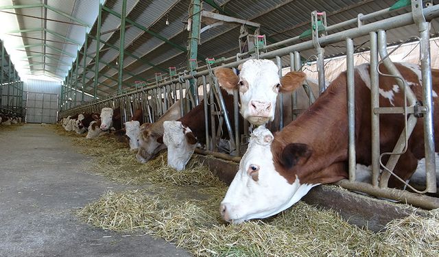 Öğretmenlik hayalini bırakıp kendi çiftliğini kurdu