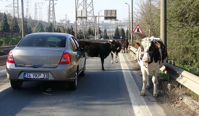 Otoyola giren inekler trafiği altüst etti