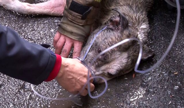 Yangında mahsur kalan köpek için seferber oldular