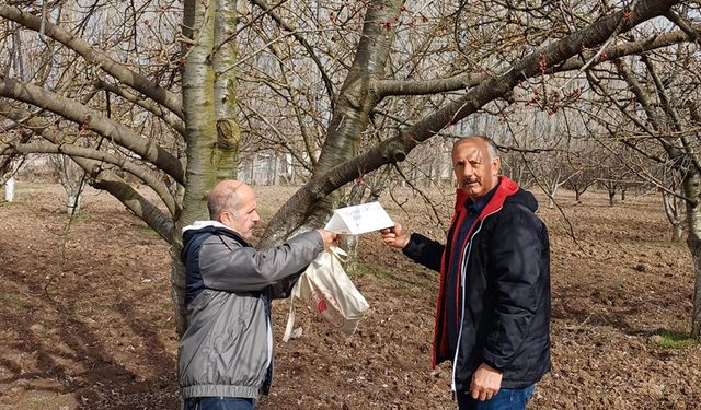 Mihalıççık'ın ünlü kiraz ağaçları koruma altına alındı