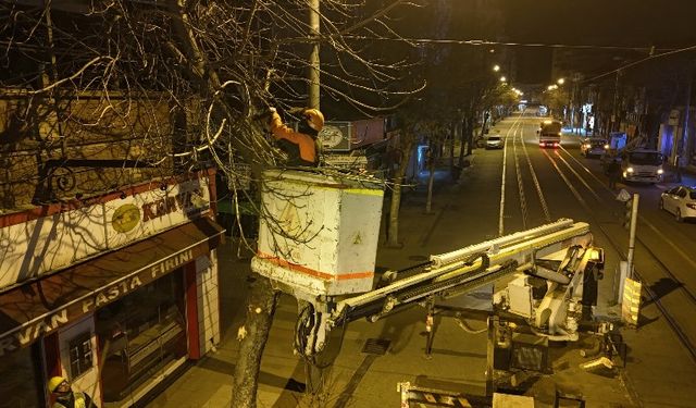 Tramvay hattında ağaç budama çalışması