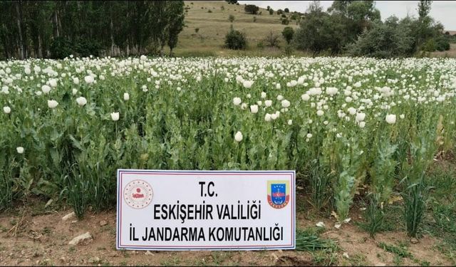 23 bin metrekare alana dikilmiş haşhaş bitkisi imha edildi