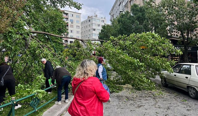 Şehir merkezinde aniden devrilen ağaç trafiği aksattı