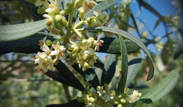 Eskişehir’de zeytin ağaçları çiçek açtı