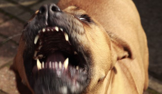 Ağızlıksız gezdirilen pitbull cinsi köpek çevredekilere saldırdı