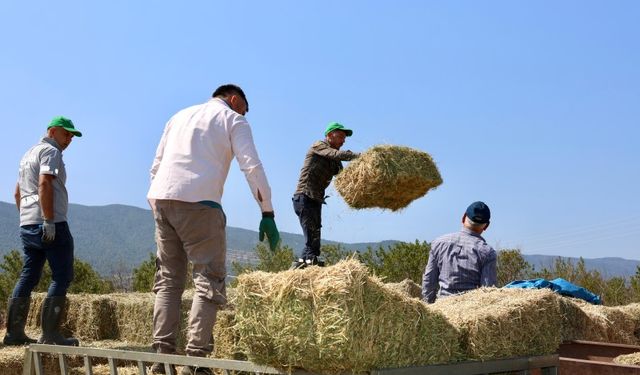 Hayvan üreticilerine balya desteği verildi