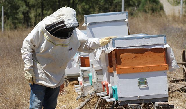 Aldığı devlet desteği ile 30 kovanda lavanta balı üretiyor