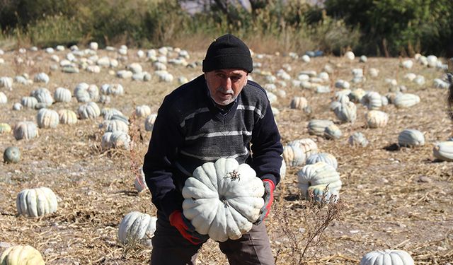 Kilosu tarlada 5 lira pazarda ise 30