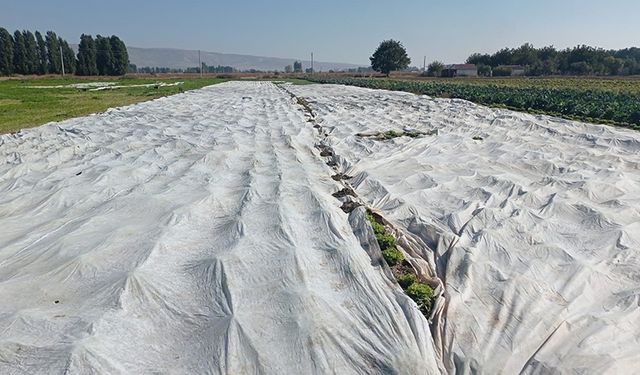 Çiftçiler tarım ürünlerini branda ile korudu