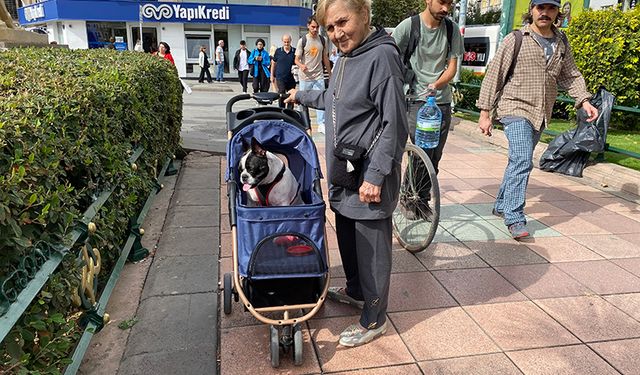 17 Kilo ağırlığına ulaşan köpeğini gezdirme adeta bir bebek gibi dolaştırıyor