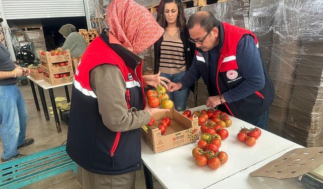 23 ülkeye domates ihraç edildi