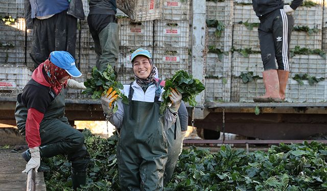 Adana'da ıspanak hasadına başlandı