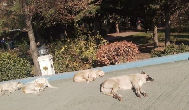 Isınmak isteyen sokak köpekleri kaldırımda güneşlendi